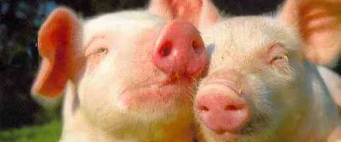 Mod Packs Schweinefütterung Landwirtschafts Simulator mod